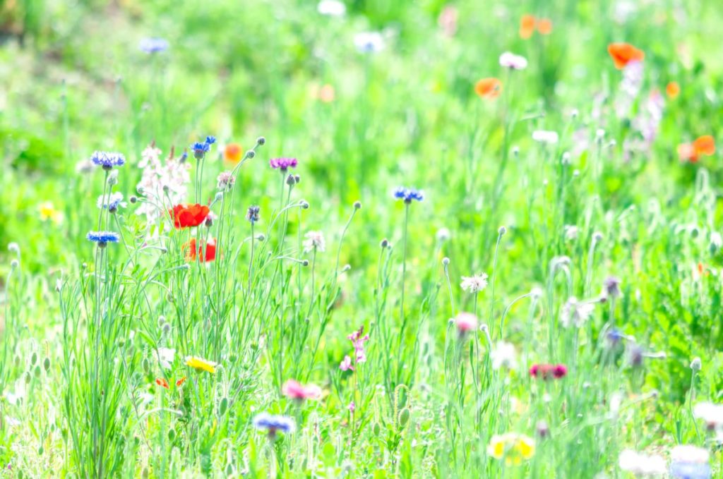 野原に花